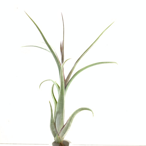 Tillandsia intermedia x Tillandsia paucifolia