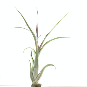 Tillandsia intermedia x paucifolia