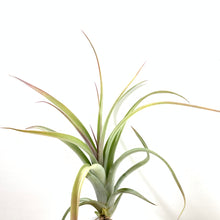 Tillandsia concolor x paucifolia