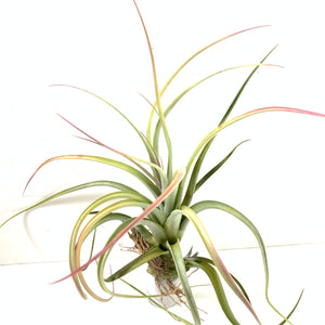 Tillandsia concolor x paucifolia