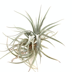Tillandsia recurvifolia x gardneri