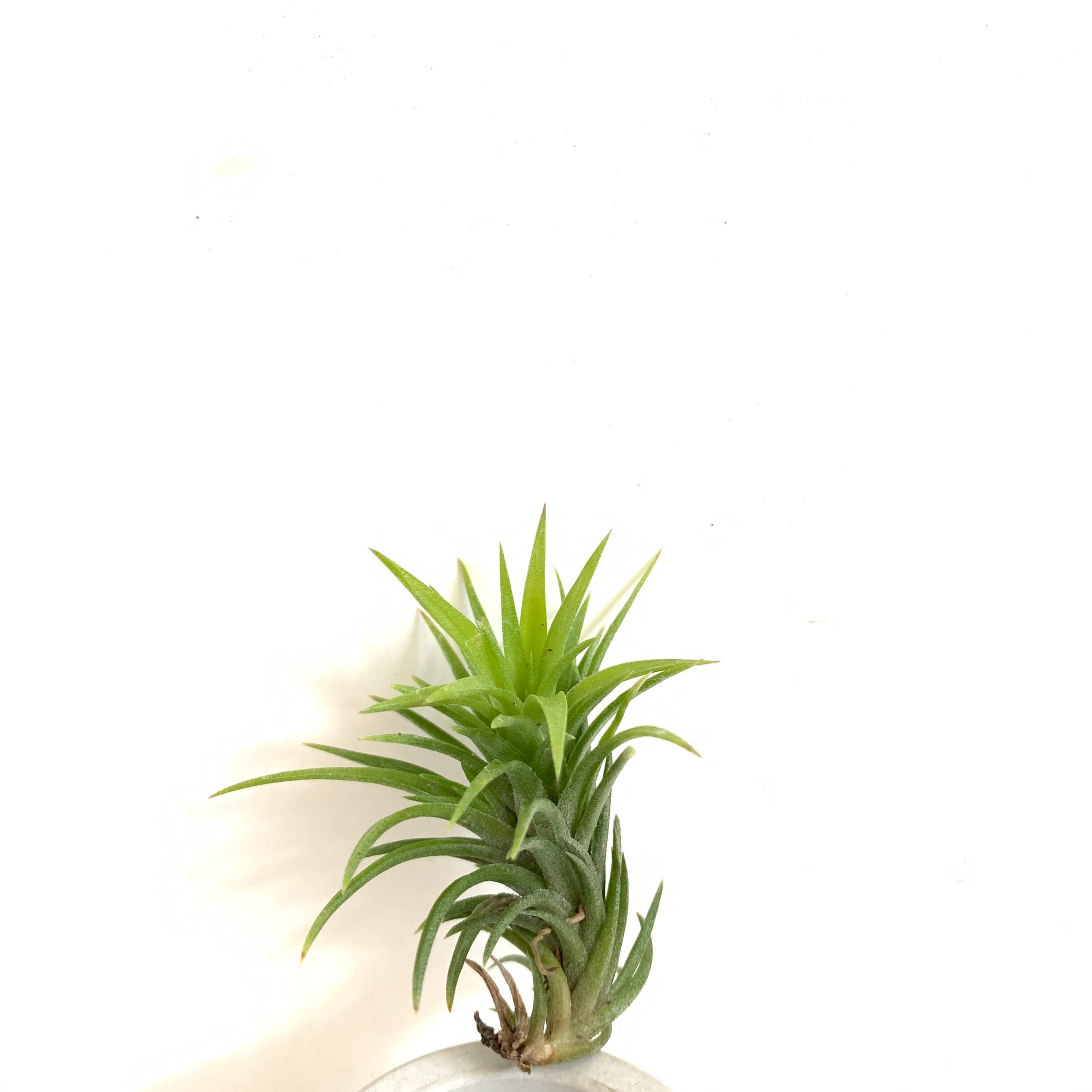 neglecta air plant Tillandsia neglecta – Cuffel Farms