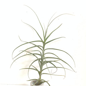 Tillandsia paleacea x tectorum