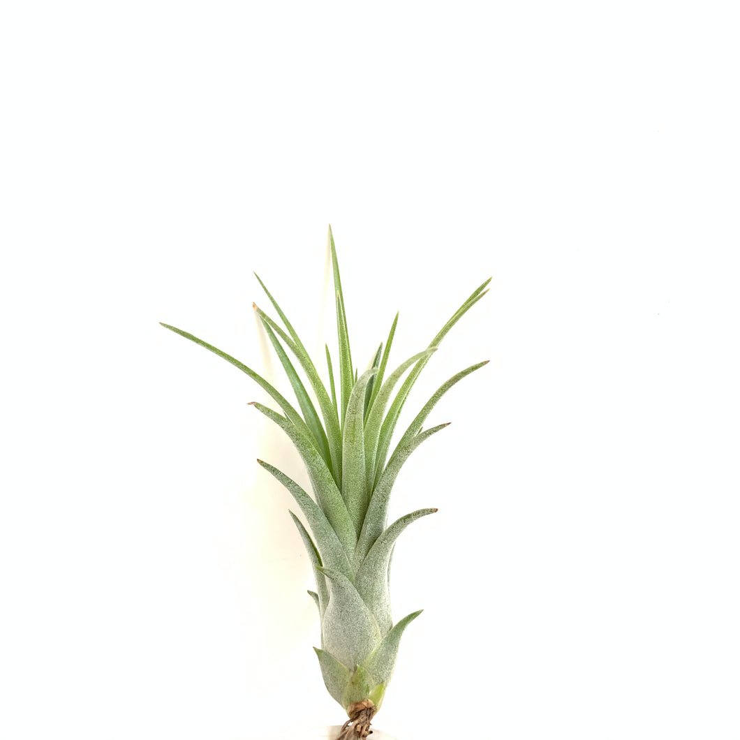 Tillandsia Victoria (Tillandsia ionantha x Tillandsia brachycaulos)