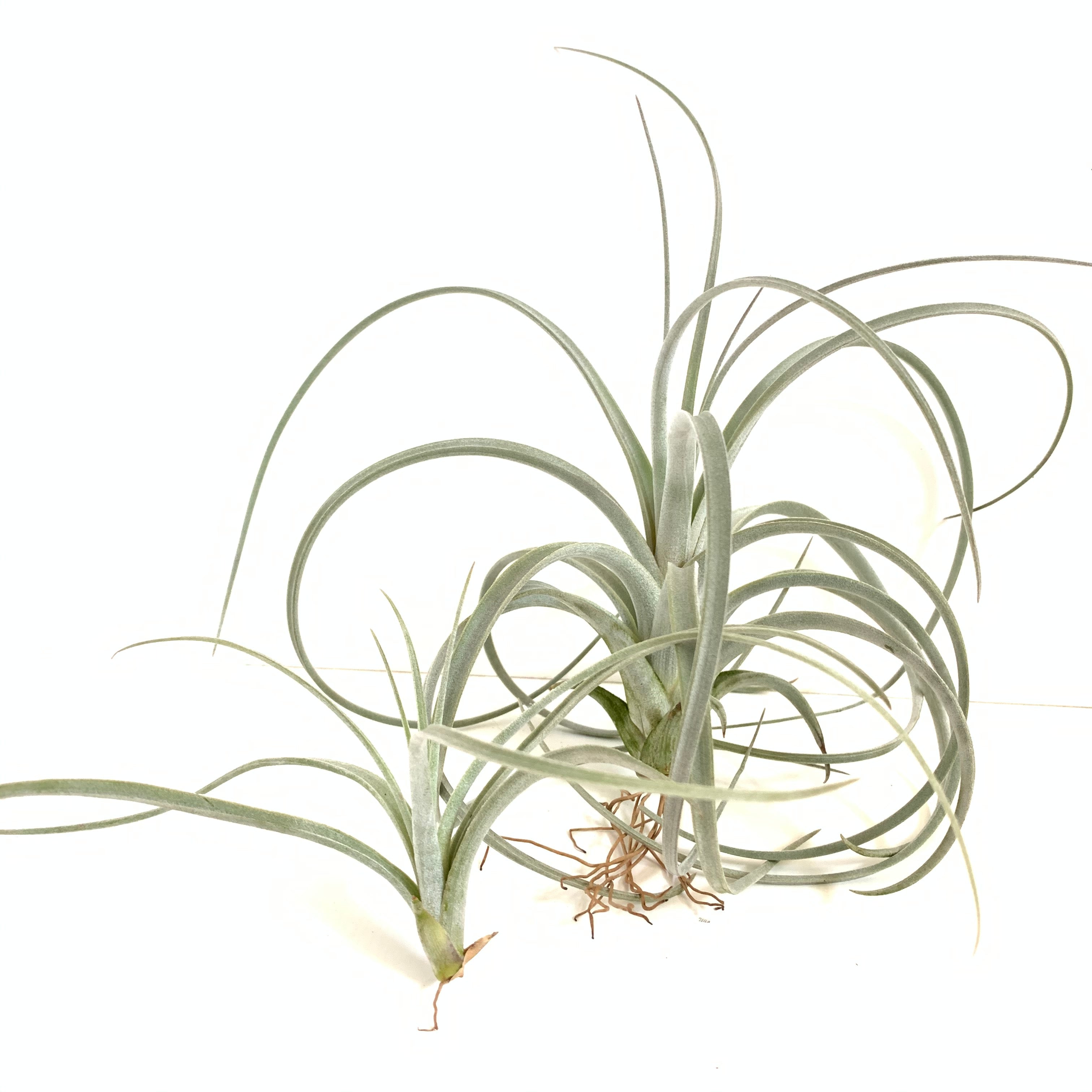 Tillandsia exserta – Cuffel Farms