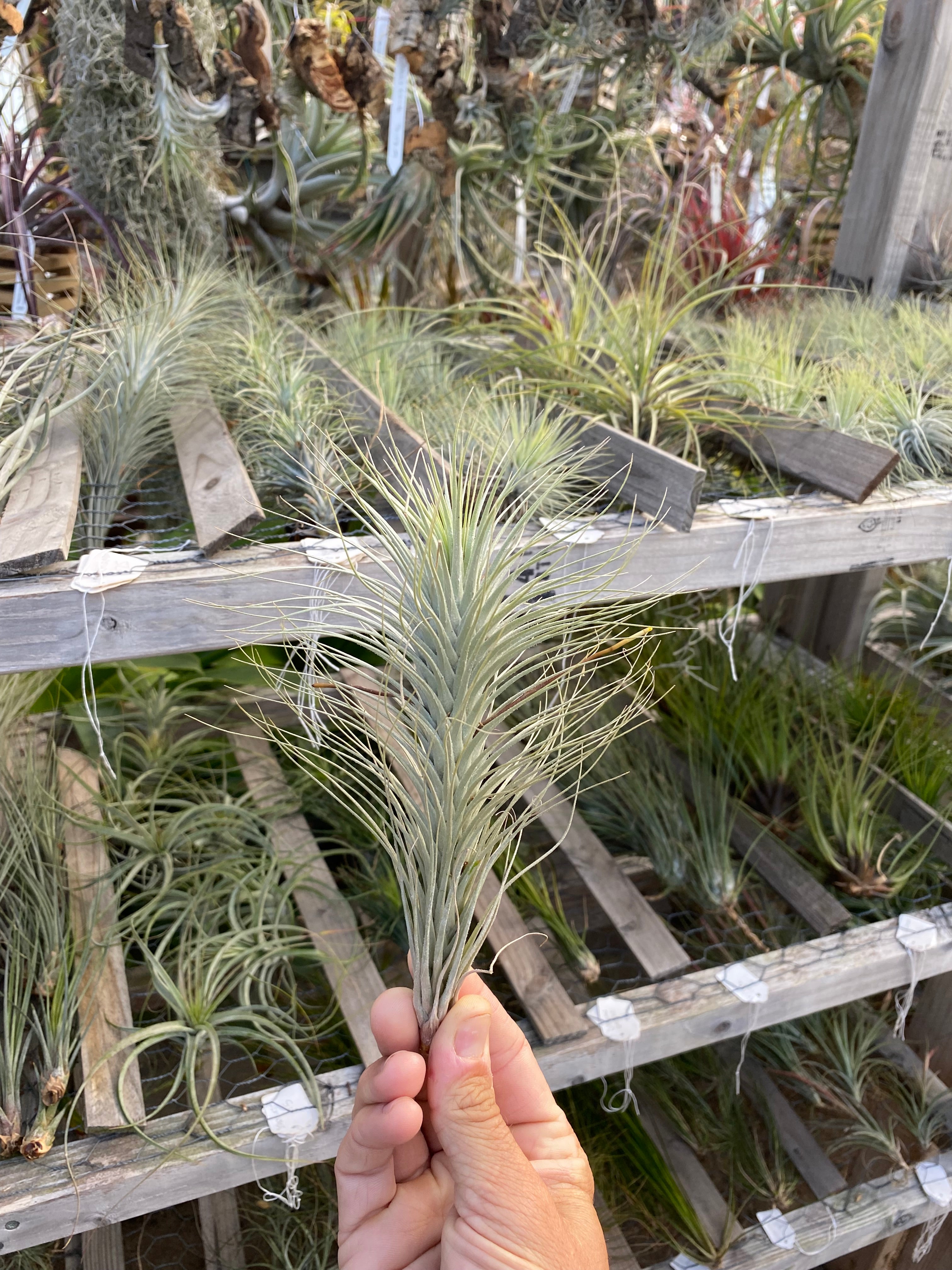 Tillandsia heteromorpha – Cuffel Farms