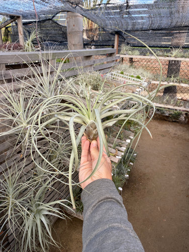 Tillandsia harrisii x Tillandsia xerographica