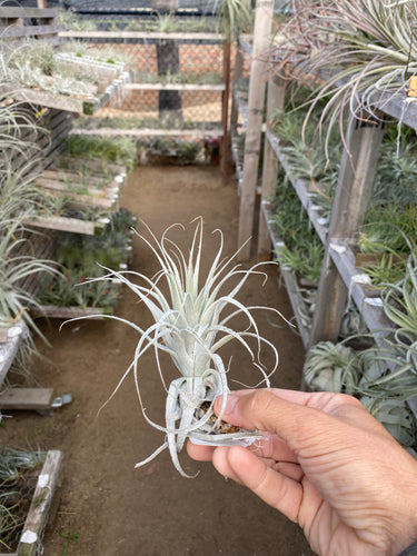 Tillandsia gardneri v rupicola (BRT)