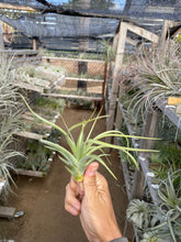 Tillandsia Awesome Amber (rothii x concolor)