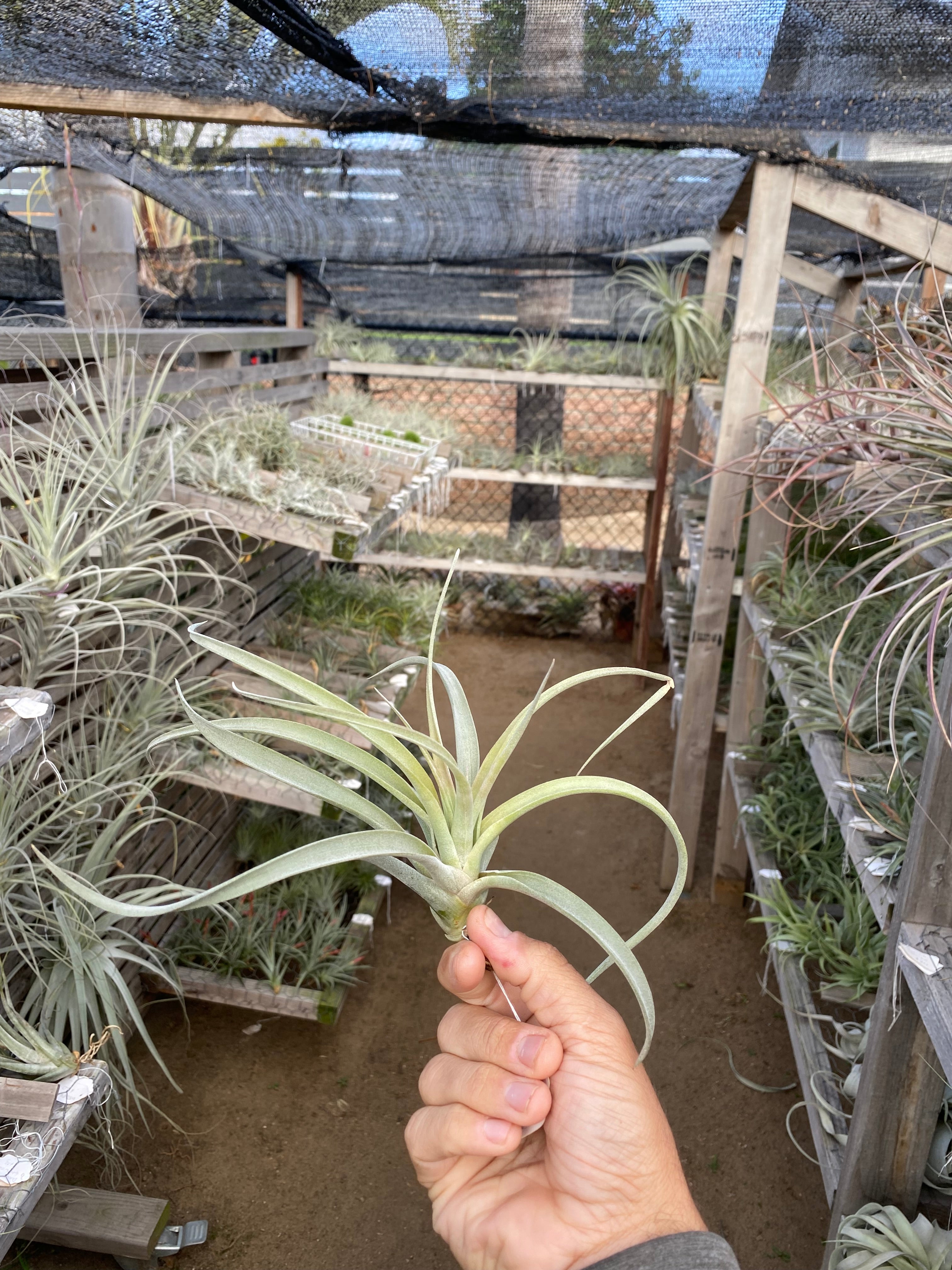 Tillandsia Tropical Fire (Tillandsia Tropiflora x Tillandsia Fire