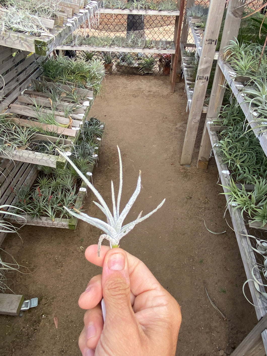 Tillandsia tortillis