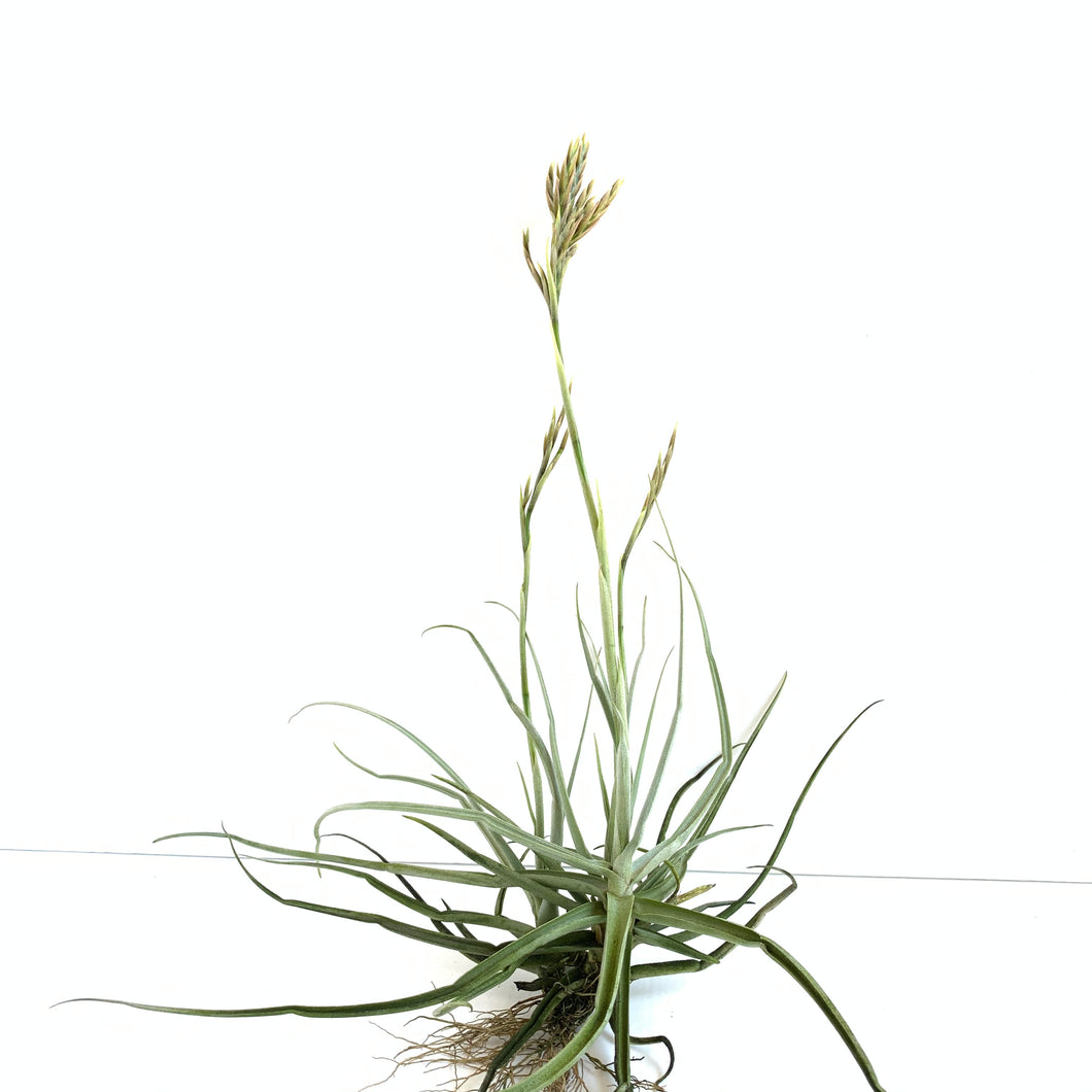 Tillandsia reichenbachii