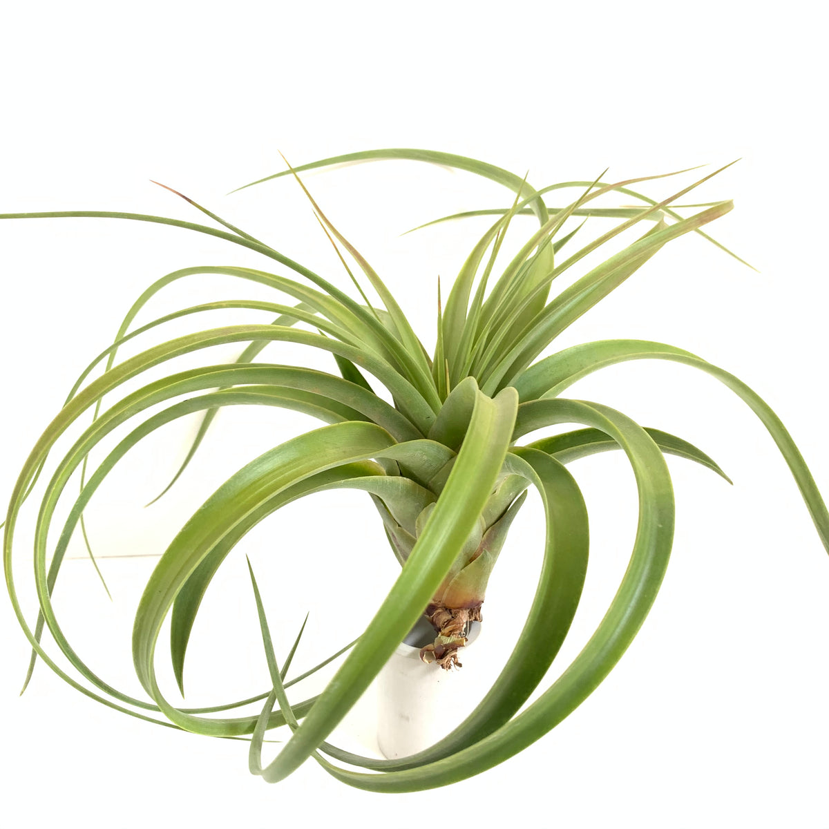 Tillandsia rothii – Cuffel Farms