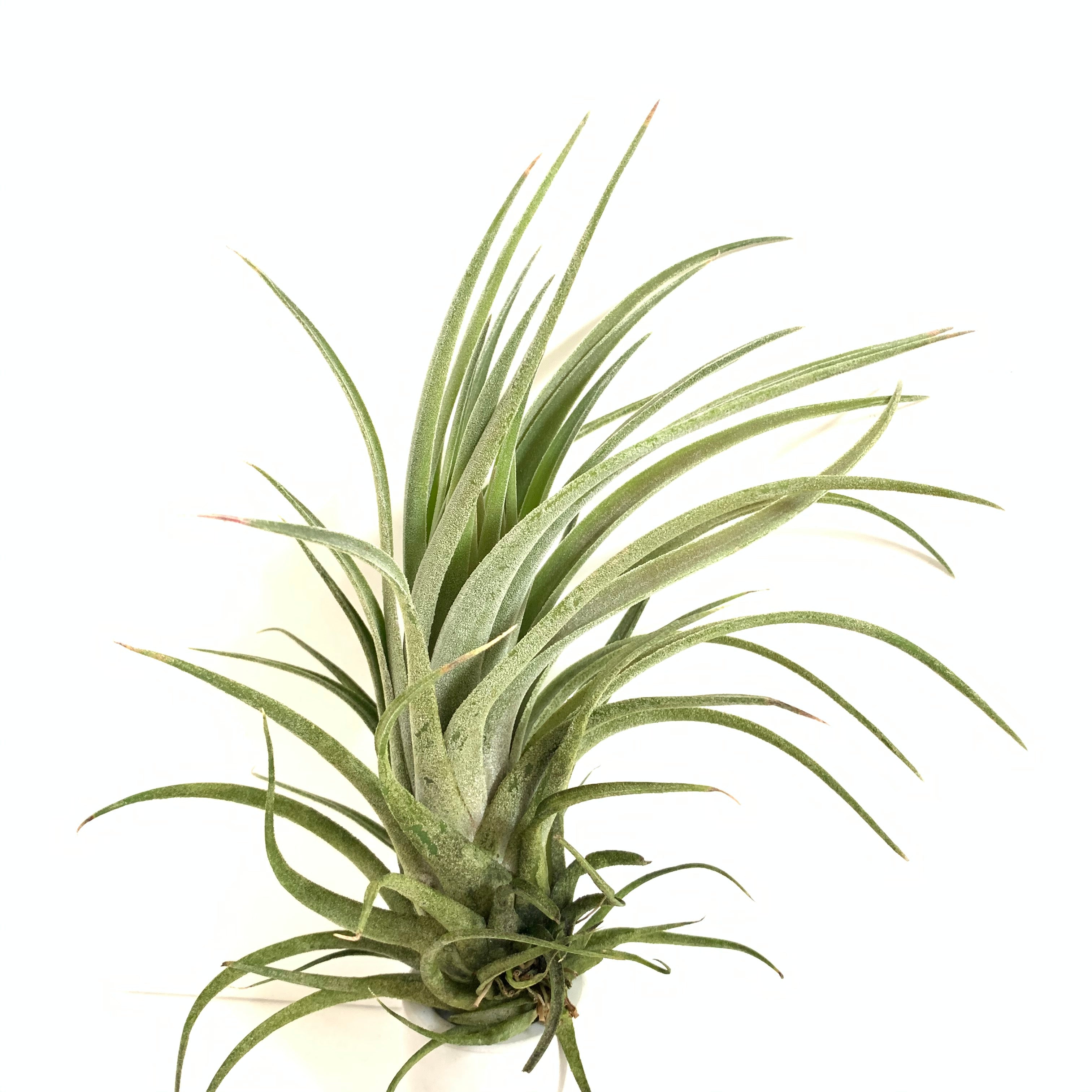 Tillandsia Screwball (chiapensis x velutina) – Cuffel Farms