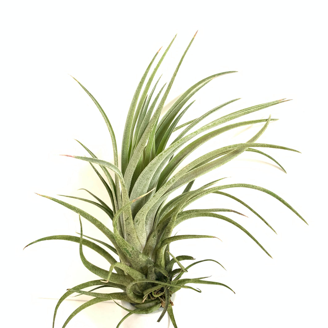 Tillandsia Screwball (chiapensis x velutina)