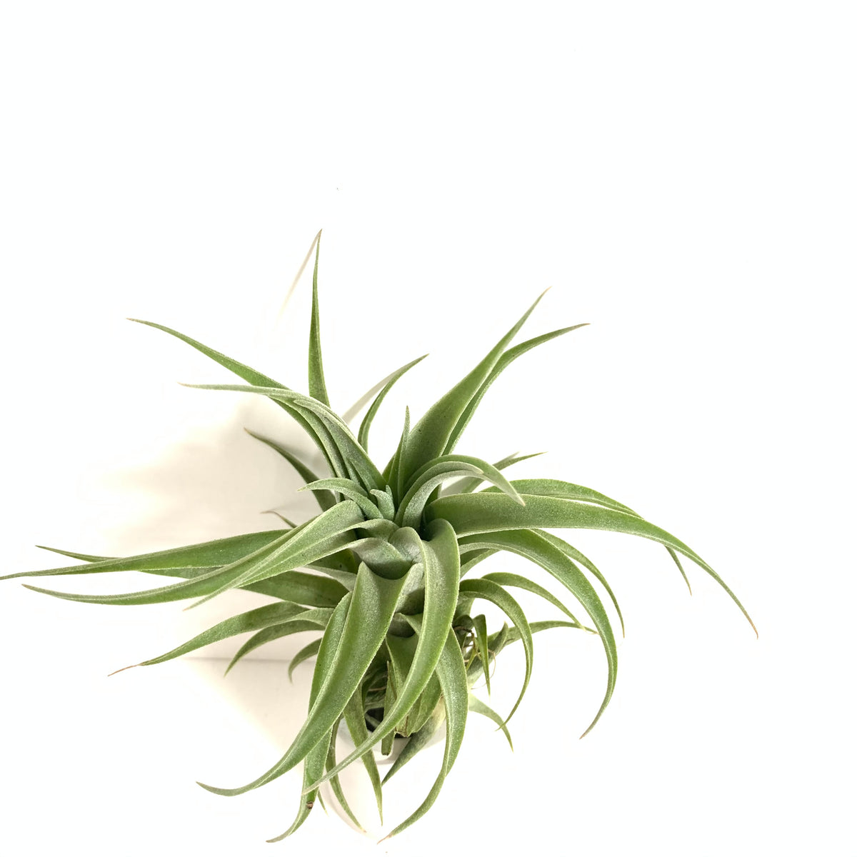 Tillandsia harrisii x achyrostachys – Cuffel Farms