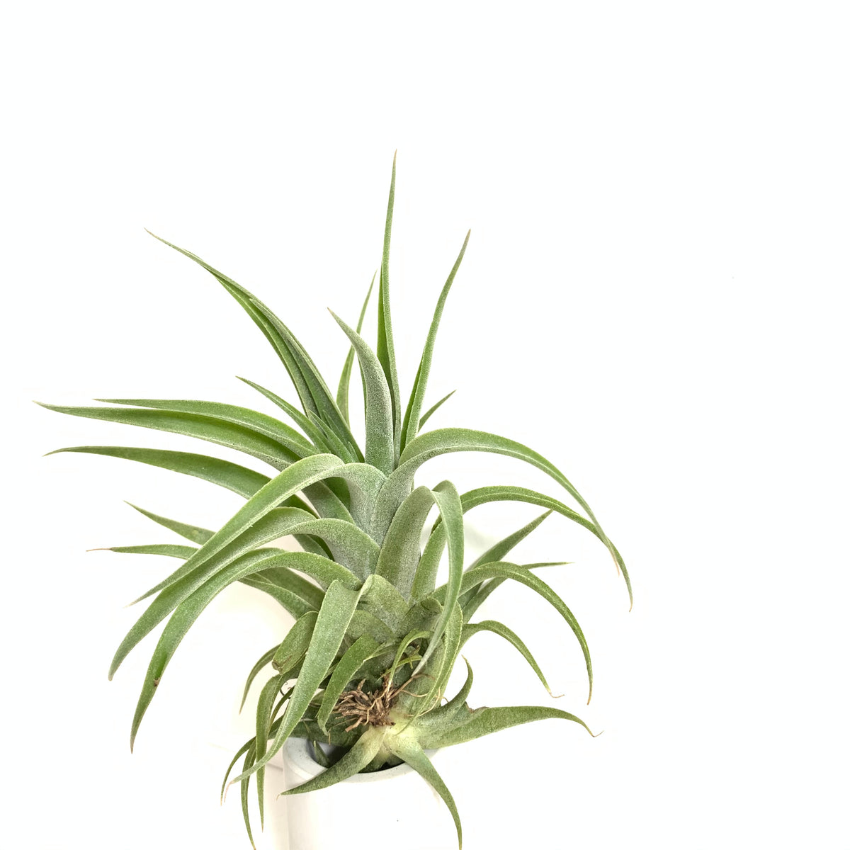 Tillandsia harrisii x achyrostachys – Cuffel Farms