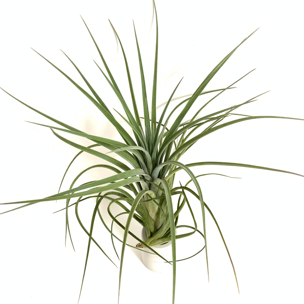 Tillandsia exserta x velutina – Cuffel Farms