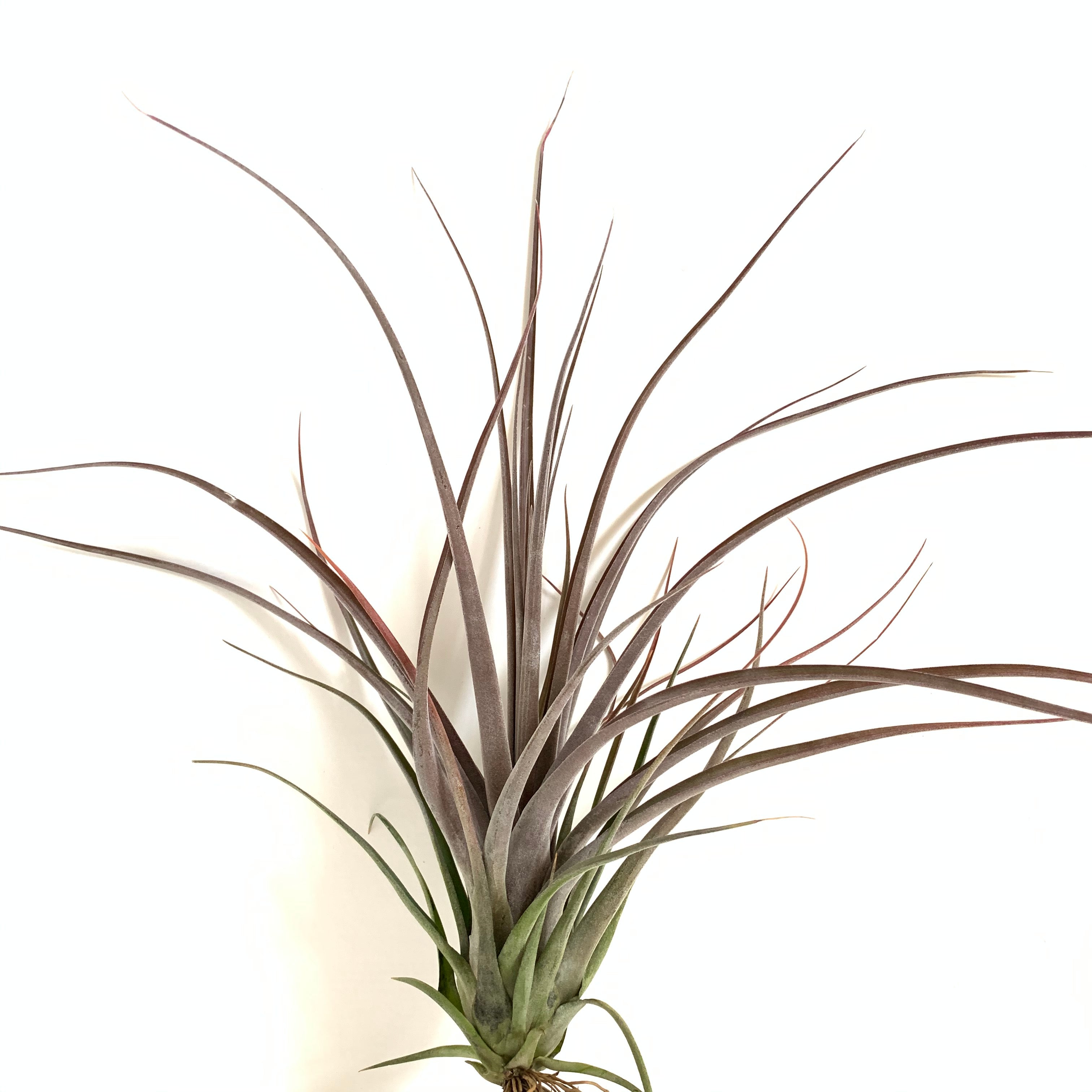 Tillandsia streptophylla x novakii – Cuffel Farms