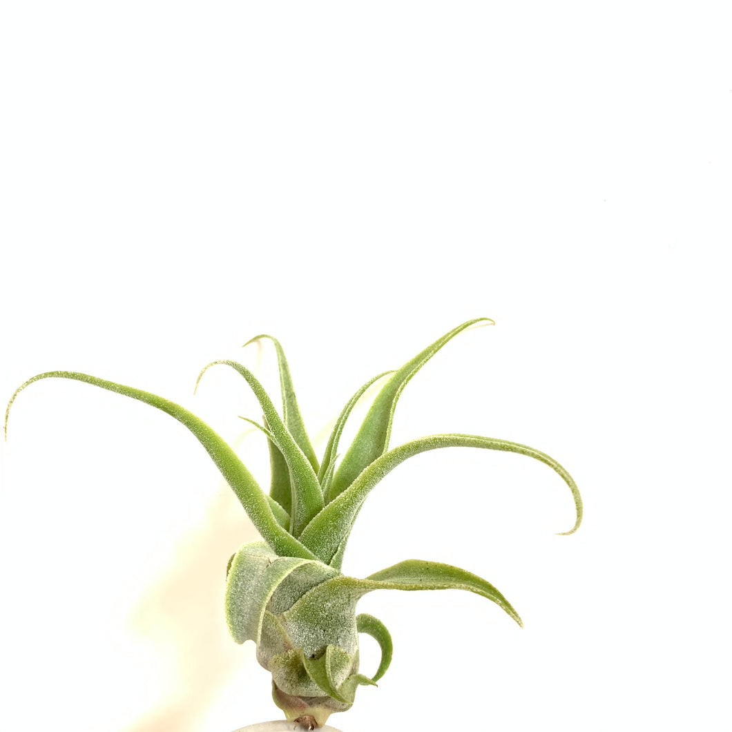 Tillandsia diguetii