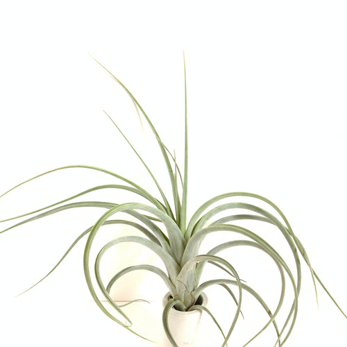 Tillandsia intermedia x Tillandsia concolor