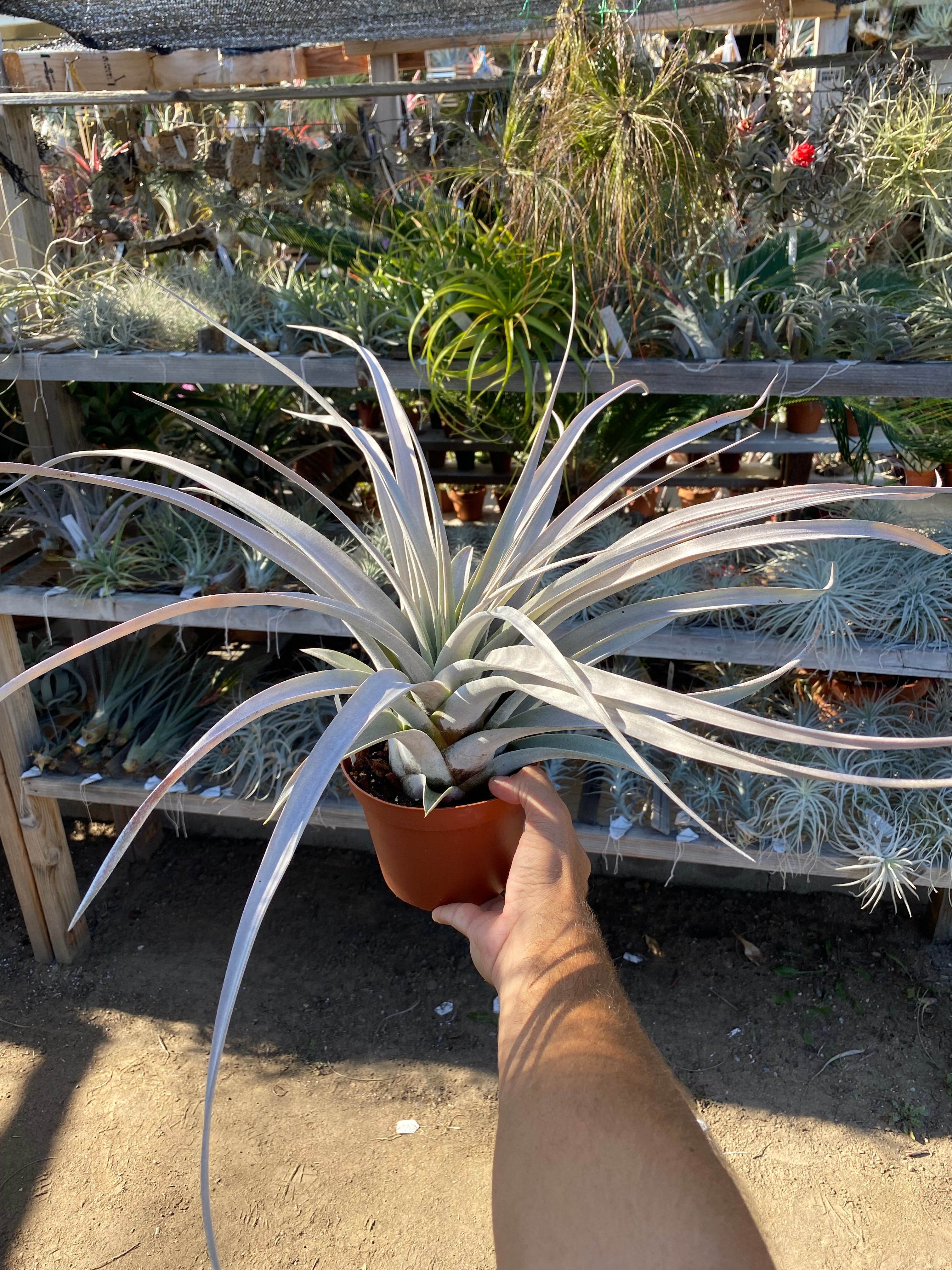 Tillandsia Silverado (chiapensis x xerographica)