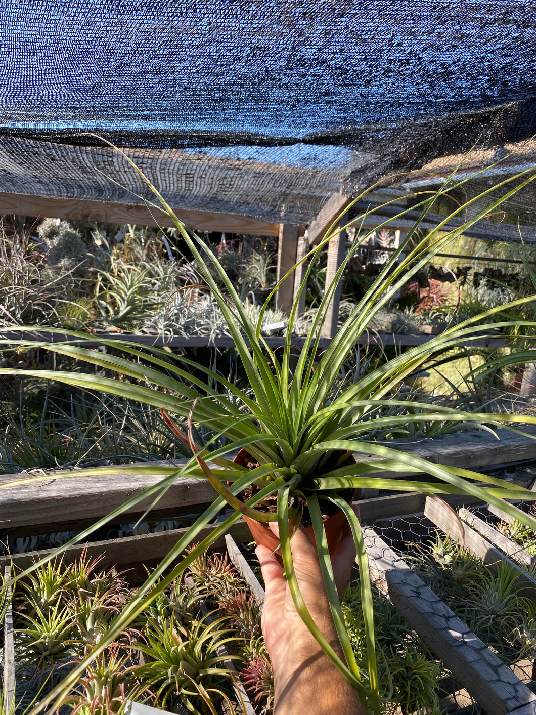 Tillandsia Latas Au Pair (Tillandsia flabellata x Tillandsia fasciculata)