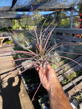 Tillandsia caput medusae 'Robust' x flabellata