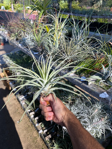 Tillandsia flagellata