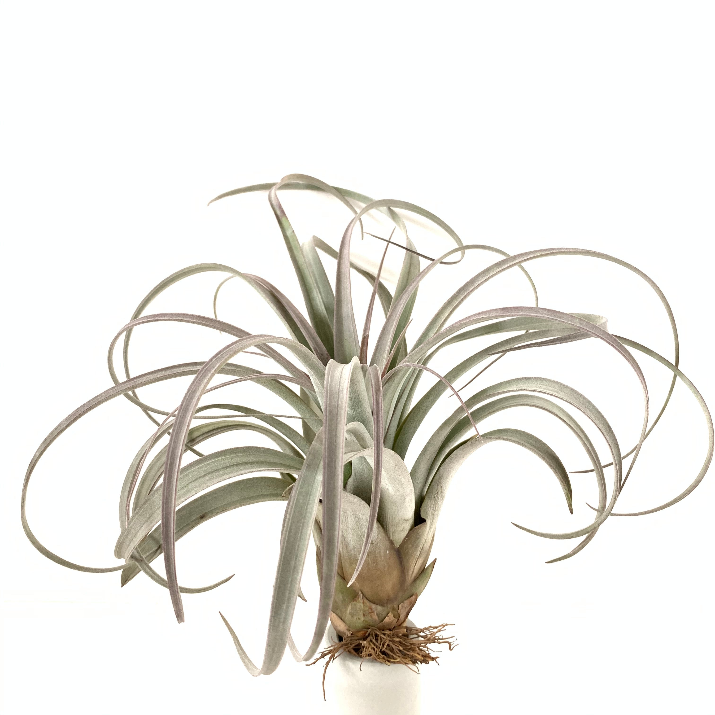 専用　　　　Tillandsia2個 Tillandsia zacapanensis – Cuffel Farms