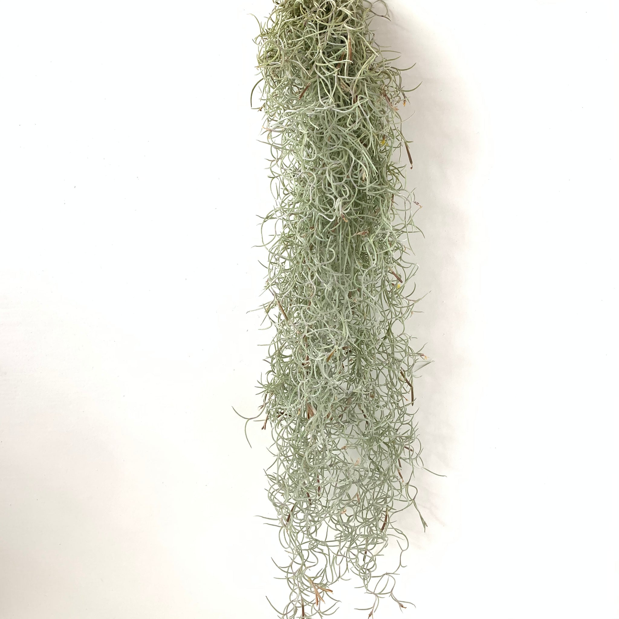 Spanish Moss Rare Curly Form - Fragrant Orange Blossoms – The