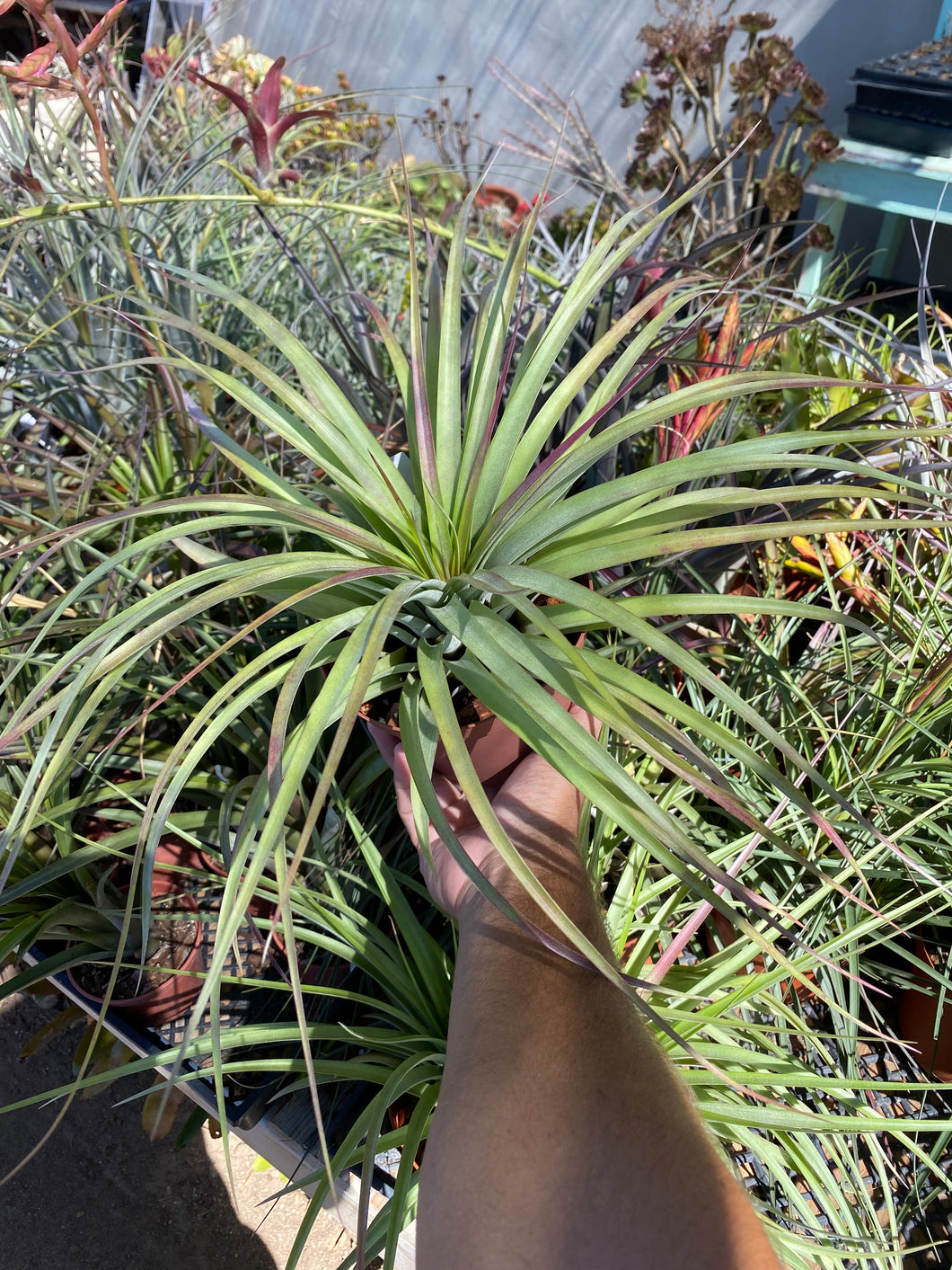 Tillandsia brachycaulos x xerographica