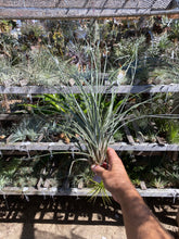 Tillandsia Tropical Fescue (fasciculata v venospica (DR) x juncea)