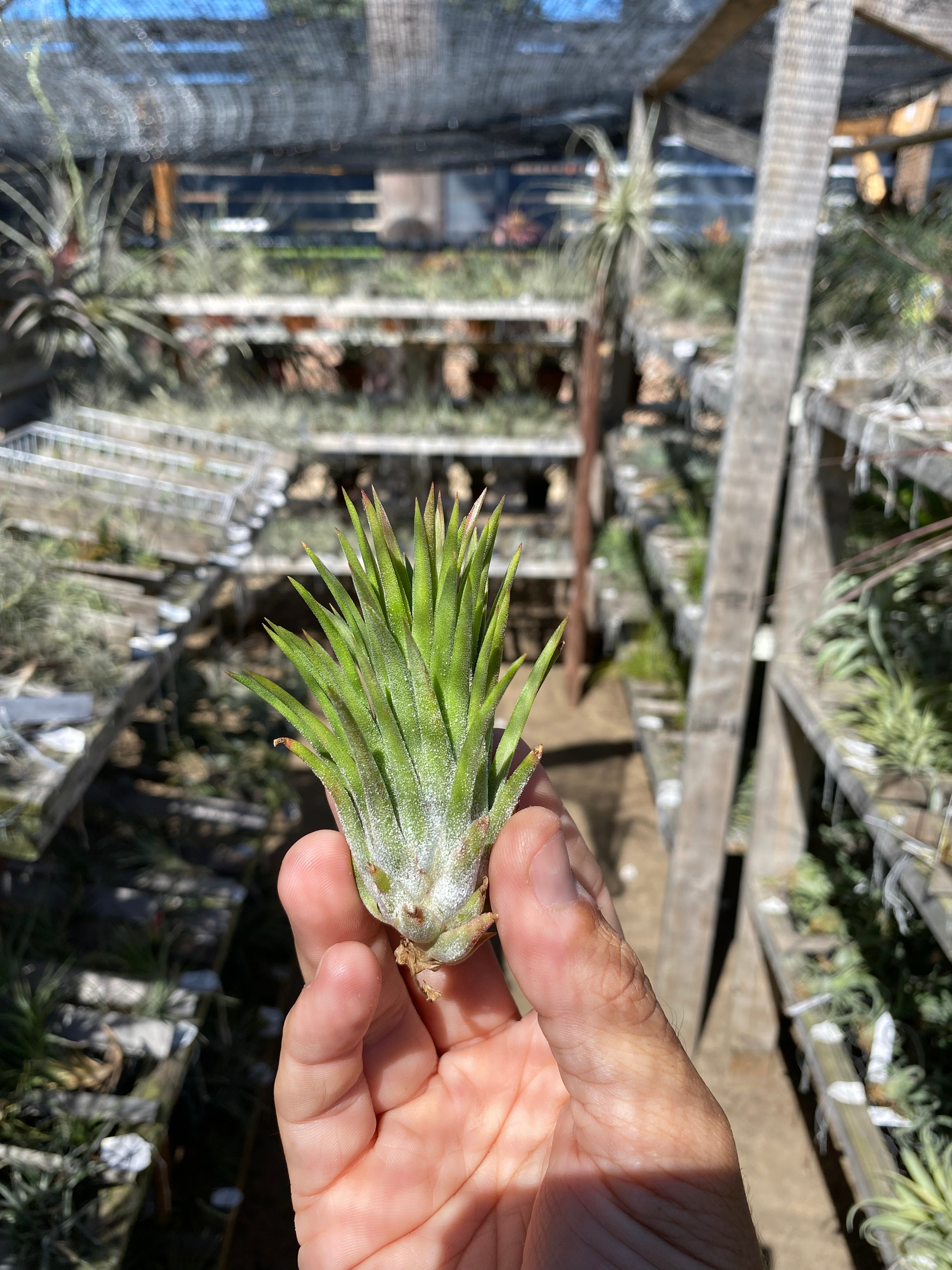 Tillandsia ionantha Apretado BRT