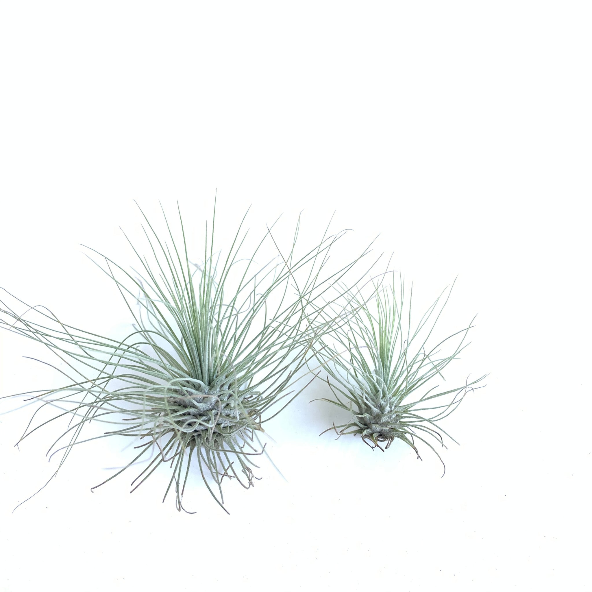 fuchsii air plant Tillandsia fuchsii v. gracilis – Cuffel Farms