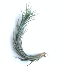 Tillandsia tenuifolia Silver Comb