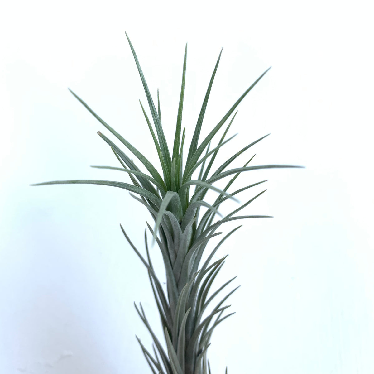 Tillandsia tenuifolia Silver Comb – Cuffel Farms