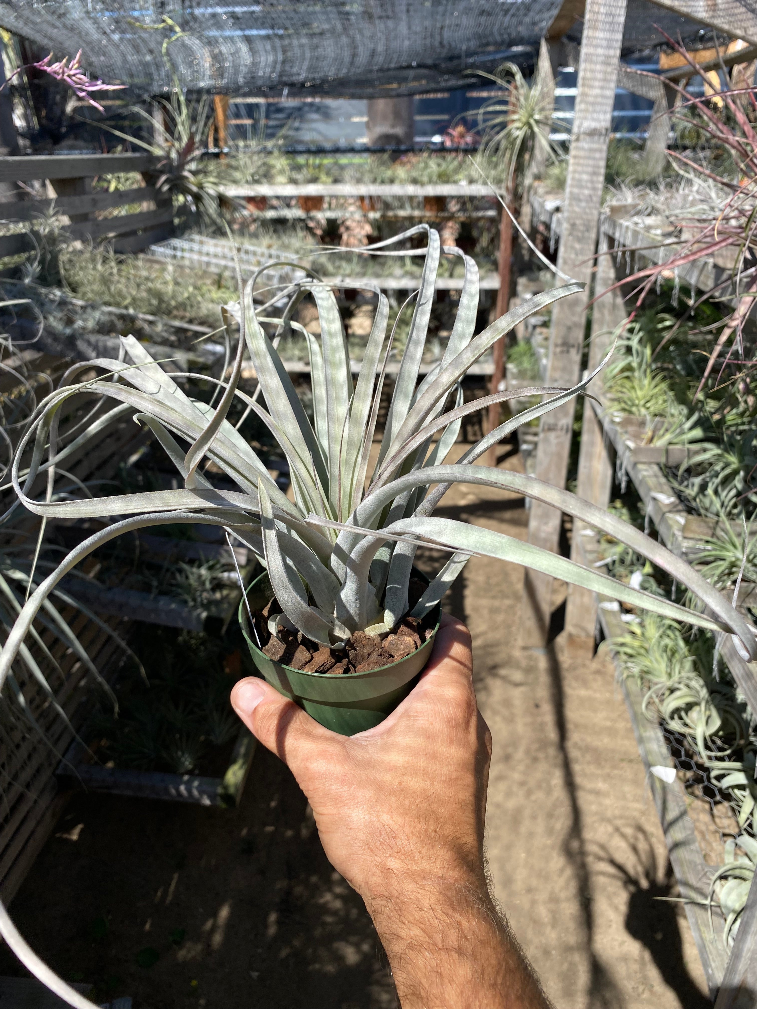 Tillandsia El Rancho (Tillandsia xerographica x Tillandsia