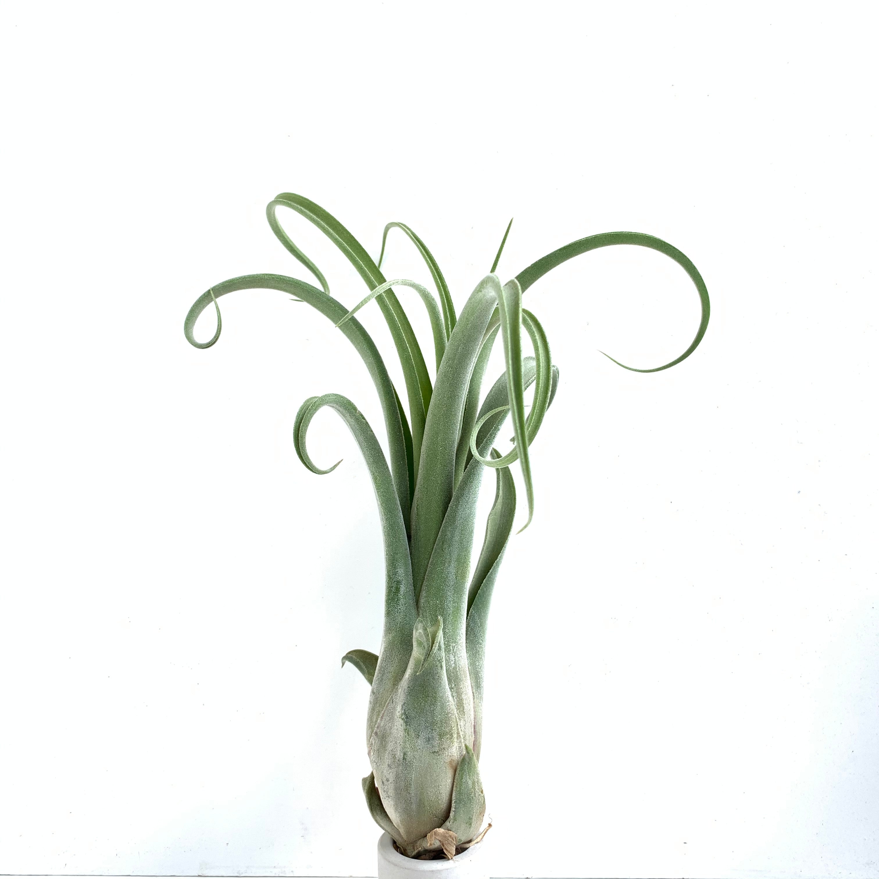 Tillandsia caput-medusae x Tillandsia streptophylla – Cuffel Farms