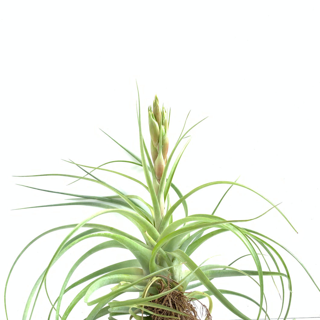 Tillandsia kegeliana x rothii