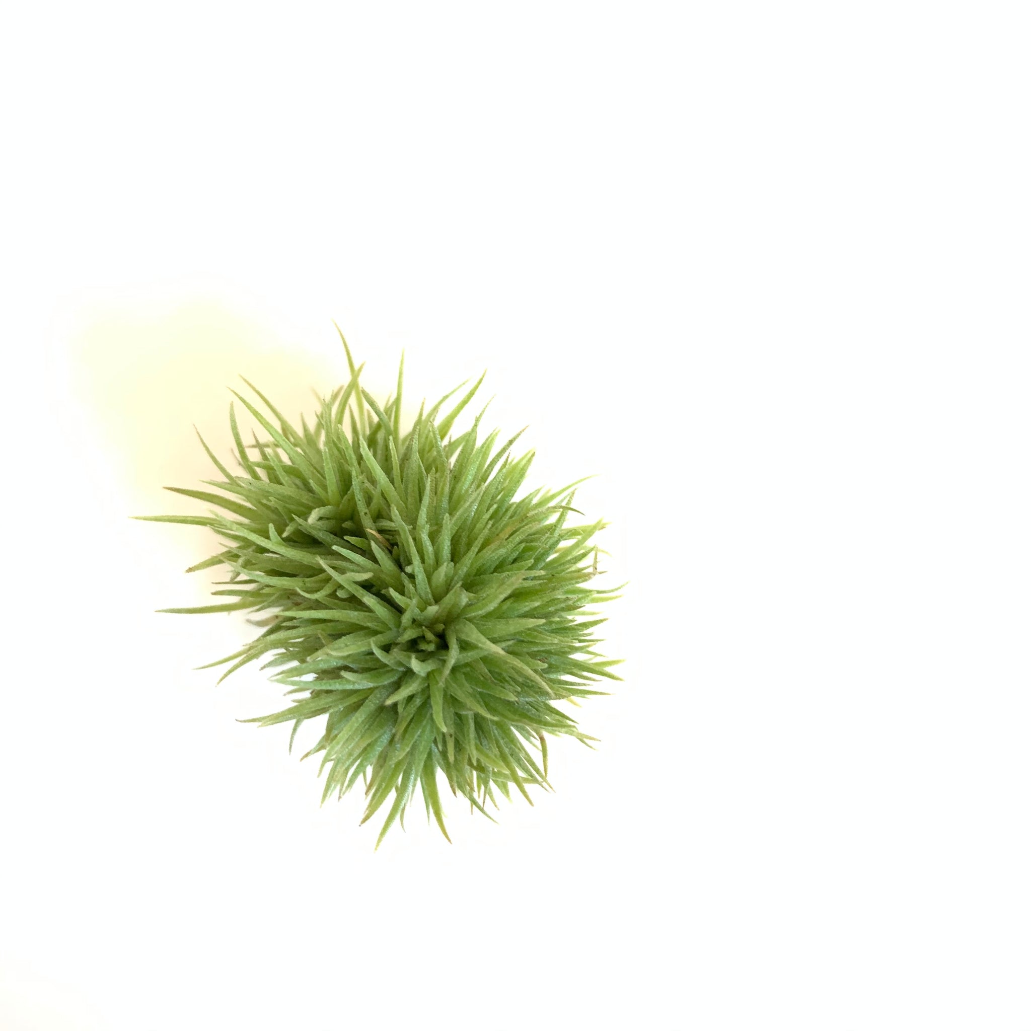 teddy bear air plant Tillandsia aeranthos 'Teddy Bear' – Cuffel Farms