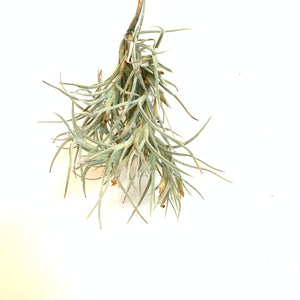 Tillandsia crocata x bandensis