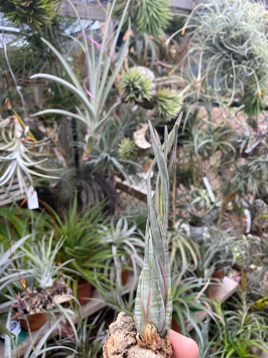 Tillandsia subulifera – Cuffel Farms