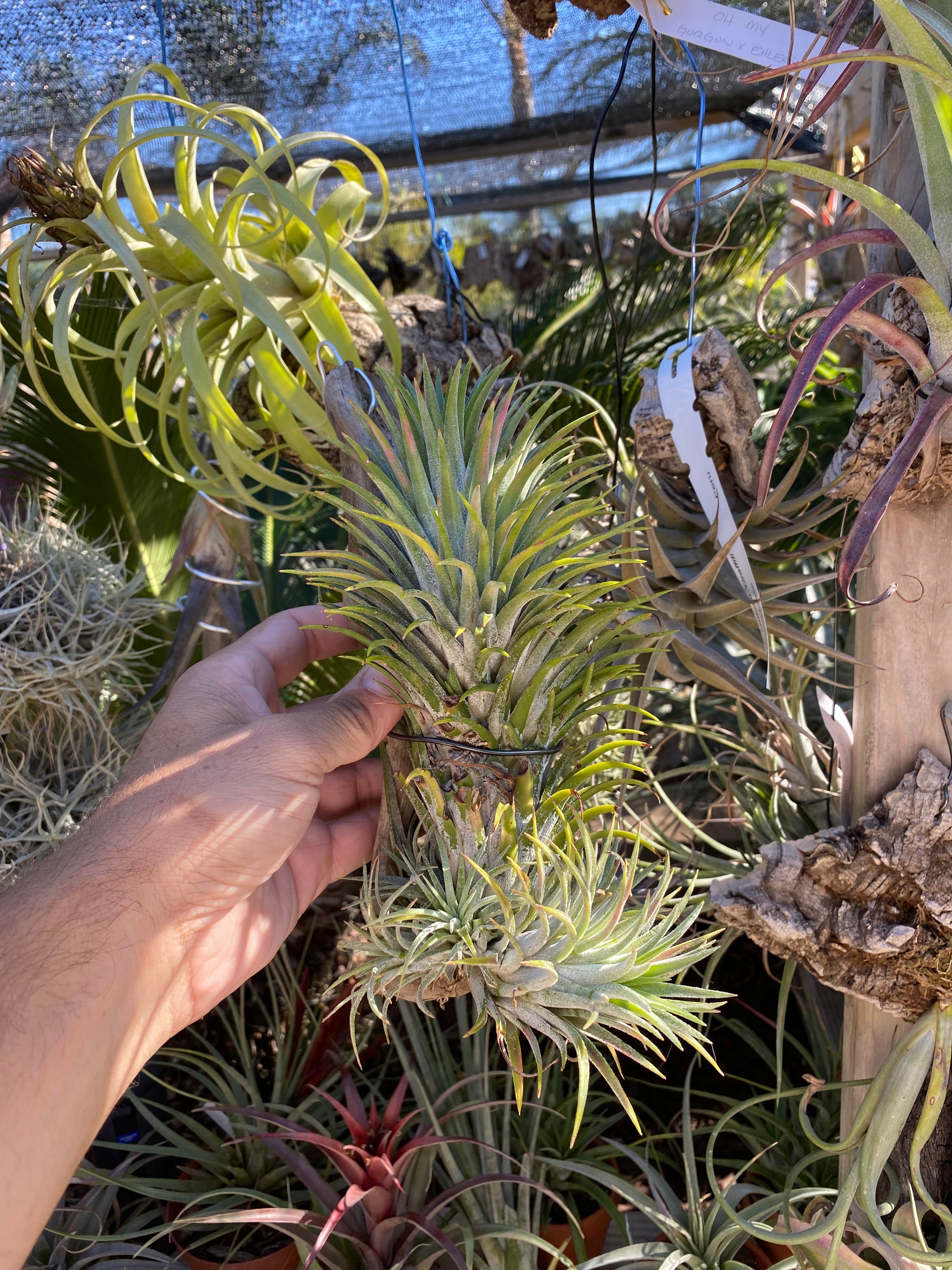 Tillandsia ionantha hand grenade 激レア