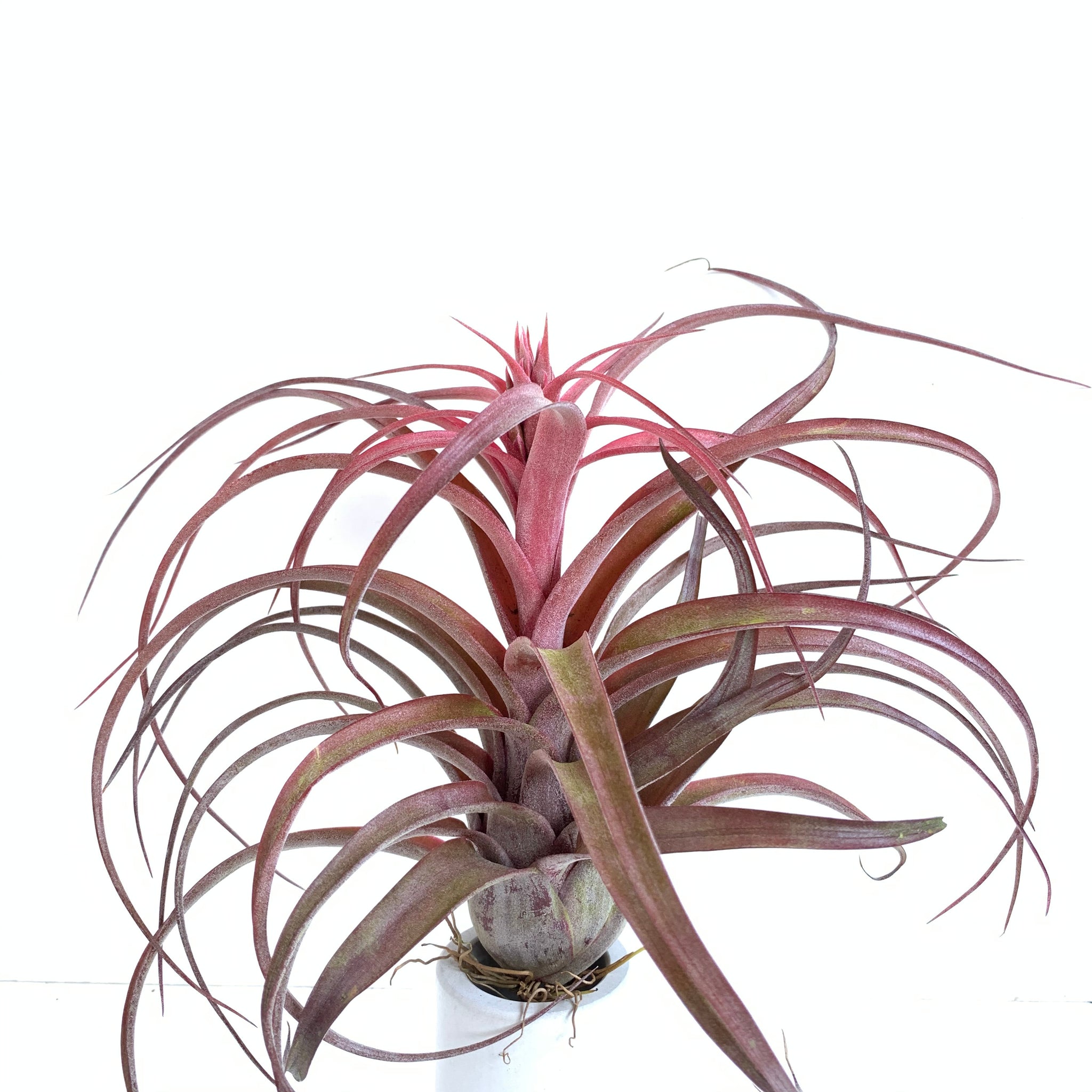 love knot air plant Tillandsia capitata Rubra (formerly sold as Eric Knobloch Red Form) – Cuffel Farms