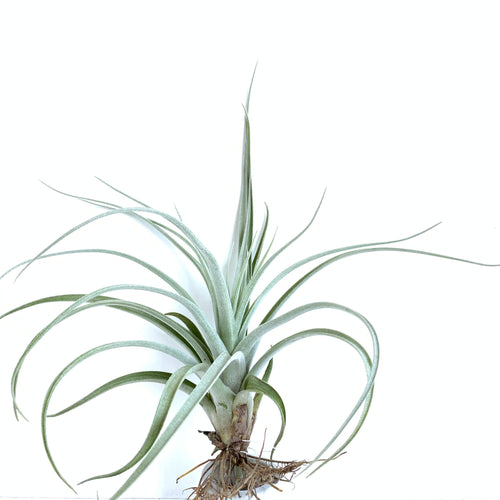 Tillandsia erubescens (likely mislabeled or hybrid)