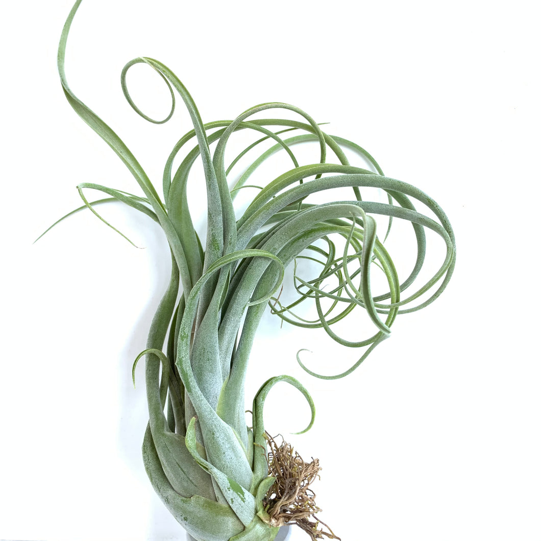 Tillandsia Long John (Tillandsia pseudobaileyi x Tillandsia intermedia)