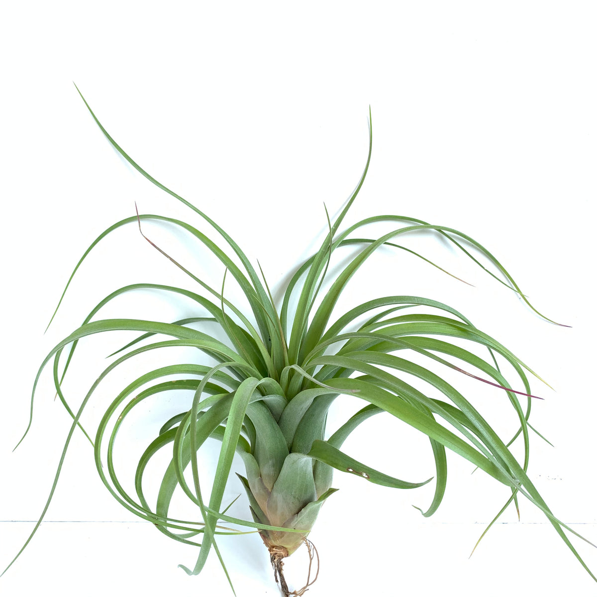 Tillandsia Eric Knobloch (brachycaulos x streptophylla) – Cuffel Farms