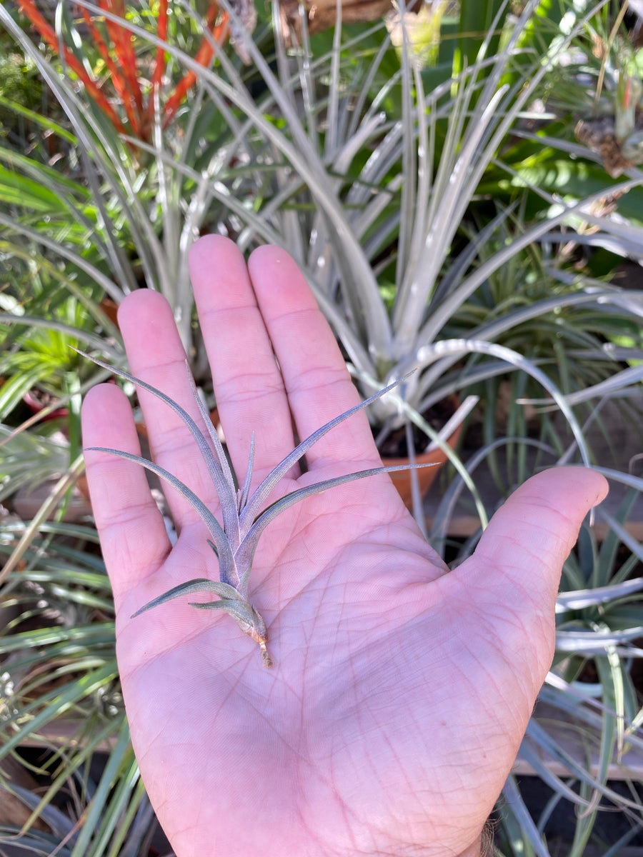 Tillandsia Mystic Burgundy (muhriae x albertiana) BRT clone – Cuffel Farms