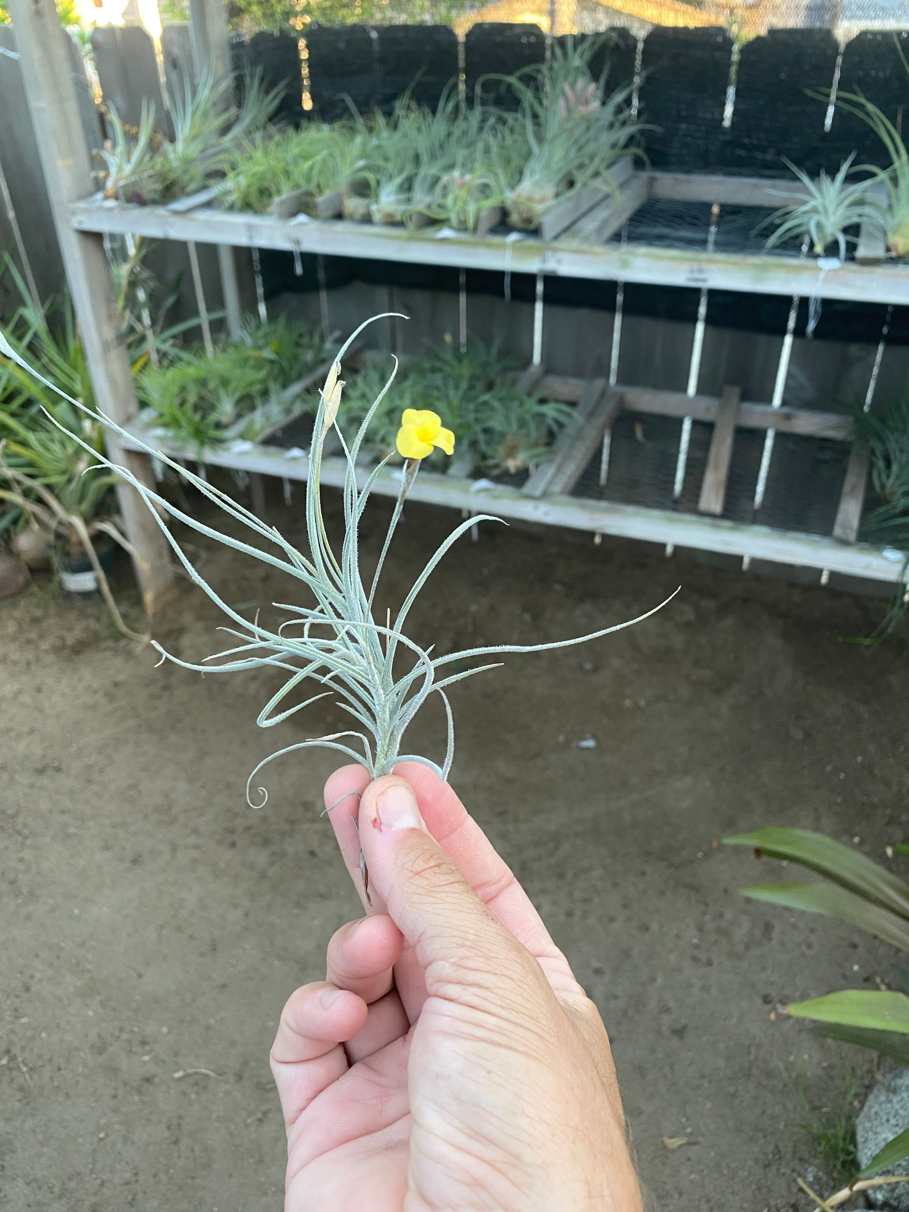 air plant yellow Tillandsia Tawny Yellow (crocata x mallemontii) – Cuffel Farms